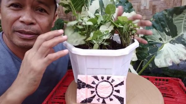 DWARF SYNGONIUM PROPAGATION TECHNIQUES