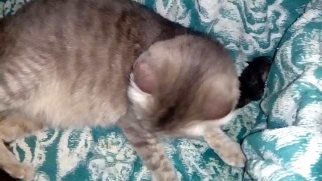 Роды моей любимой кошки