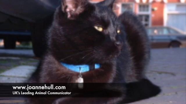 Missing Pets Help, How to bring them home using 'Law of Attraction' techniques. смотреть онлайн