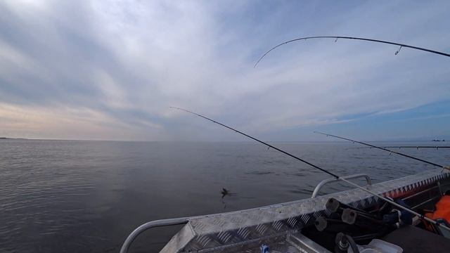 Белое море. Остров Голец. Камбала. 17.08. 2021. смотреть онлайн