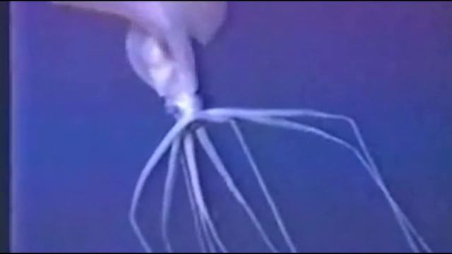 Bigfin Squid: Deep Sea Alien Like Squid (Magnapinna Squids) смотреть онлайн