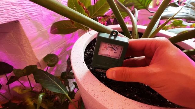 How To Use a Moisture Meter for watering indoor plants смотреть онлайн