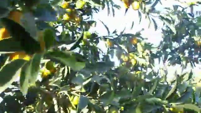 Citrus Nagami Kumquat bush 36" box.mov смотреть онлайн