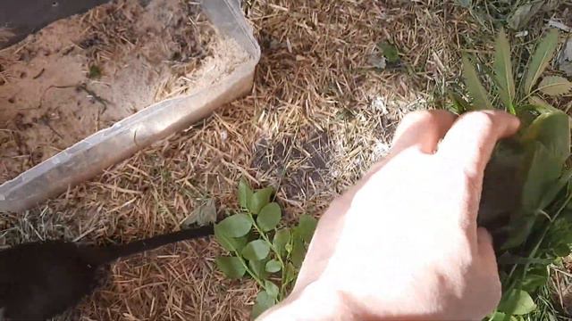 Самые милые грызуны. смотреть онлайн