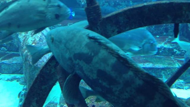 Завараживающее зрелище смотреть онлайн