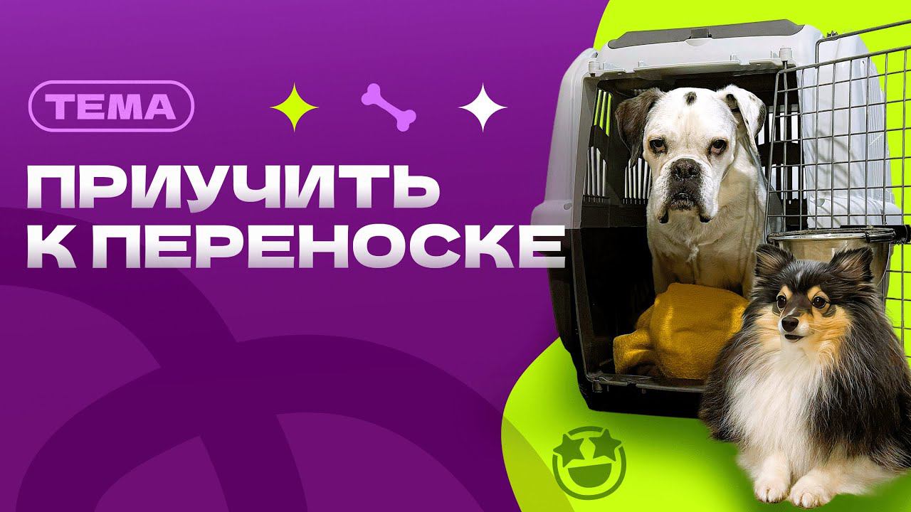 ПРИУЧИТЬ СОБАКУ К ПЕРЕНОСКЕ или клетке, клетка, место, лежанка
