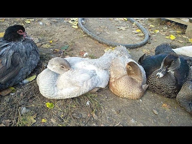 Предлагаю мускусных утят, есть две не близкородственные линии смотреть онлайн