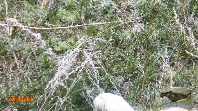 Первый и последний весеняя охота за грибами . смотреть онлайн