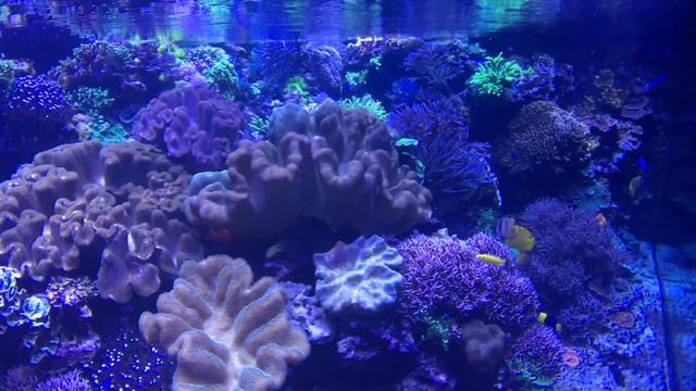 Aquarienporträt Werner Hoffmann 2018 смотреть онлайн