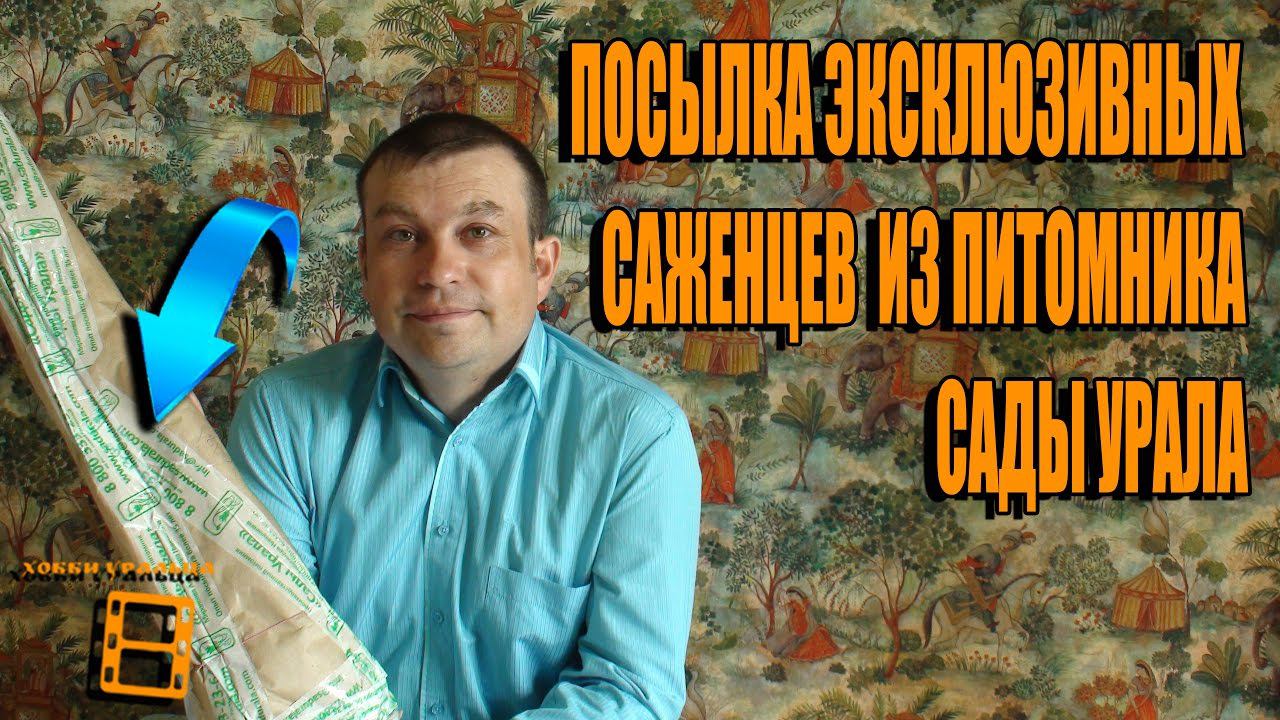 ПОСЫЛКА ЭКСКЛЮЗИВНЫХ НОВИНОК САЖЕНЦЕВ ИЗ ПИТОМНИКА САДЫ УРАЛА. САД ОГОРОД И ТЕПЛИЦА. САДОВОДСТВО смотреть онлайн