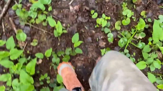 Звуки природы. Поход в лес. Что есть в походе? смотреть онлайн