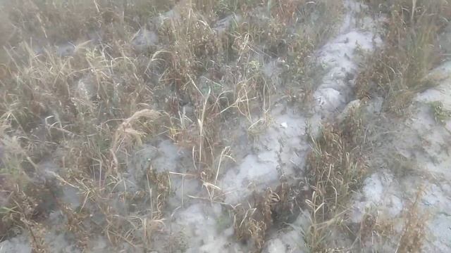 Гербицид + аммиачная селитра спустя 12 дней. смотреть онлайн