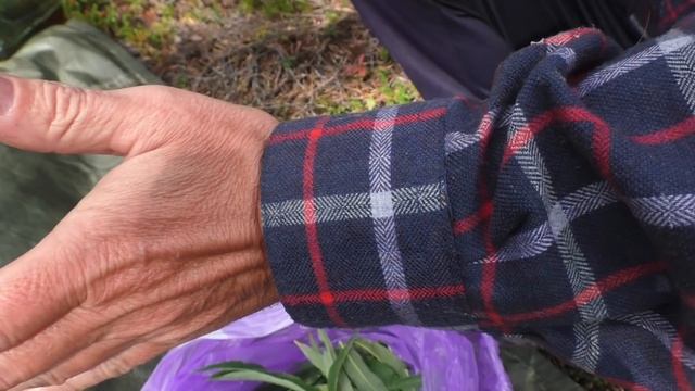 #13 Остров Борщовец | Делаю Копорский чай | Поход 2021 смотреть онлайн