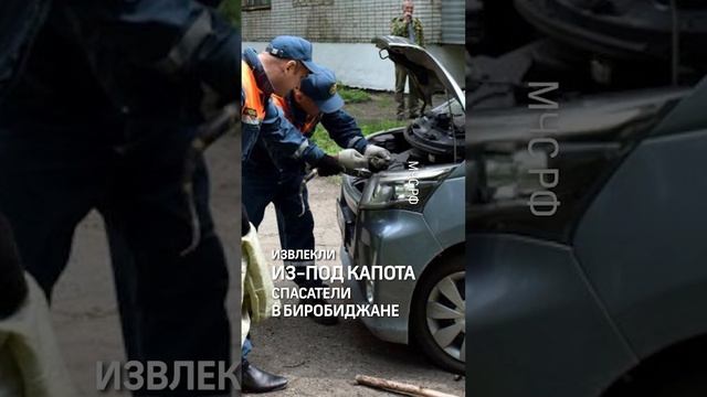 Видео: змею 1,5 м вытащили из-под капота автомобиля смотреть онлайн