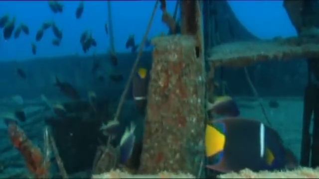 Земля. Жизнь без людей смотреть онлайн