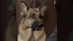 Мухтар. Не такой как все.