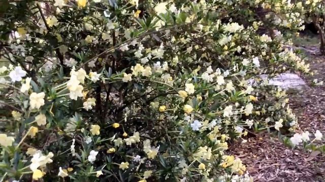 Brunfelsia nitida / americana ( Lady of the night ) Solanaceae family смотреть онлайн