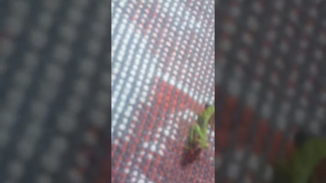 Што кушает мой богомол смотреть онлайн