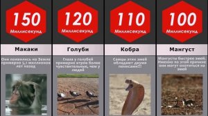 Сравнение: Скорость Реакции Животных и Людей