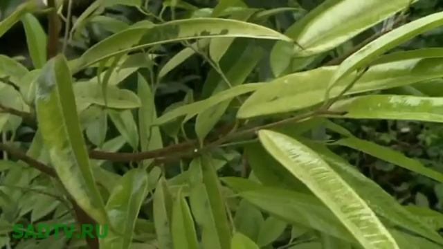 Фикус / Фикусы дома / Бонсай из фикуса смотреть онлайн