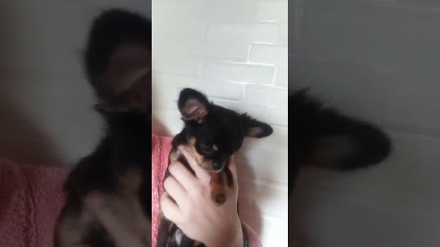 Исаак Ролексович мини,Коби,продажа чихуахуа питомник Кастропуло Крым 89787458062 смотреть онлайн