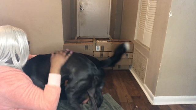 My Dog's React To The Box Challenge смотреть онлайн