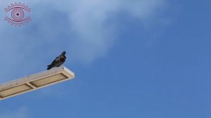 К чему снится голубь. Сонник голубь, толкование сна