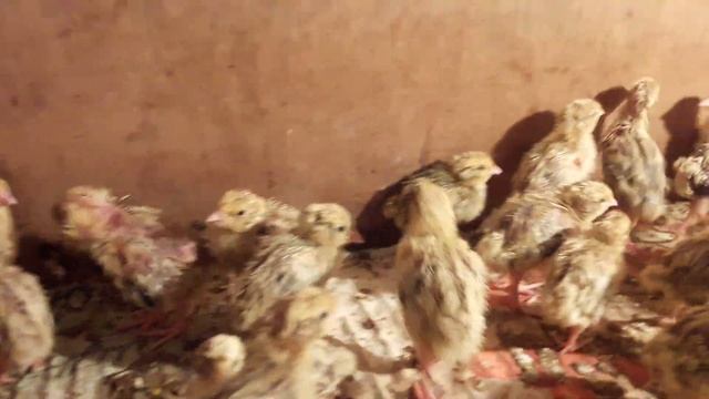 Отключили свет/Перепелята и цеплята/Генератор Форте/Сушить лук Дегидратор Excalibur