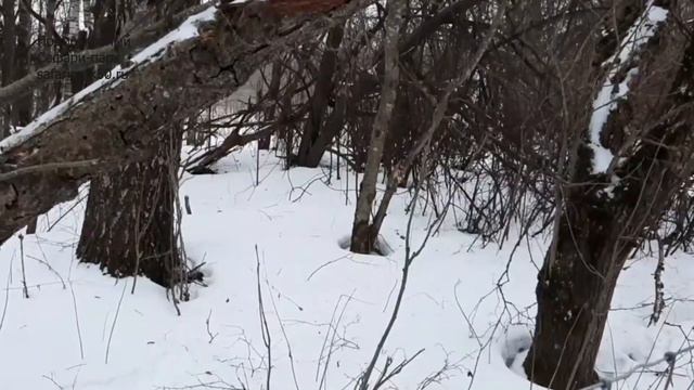 Заяц-беляк в Подмосковном Сафари-парке смотреть онлайн