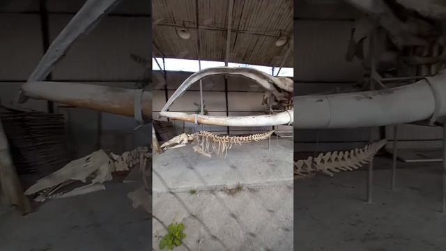 скелет гренландского кита смотреть онлайн