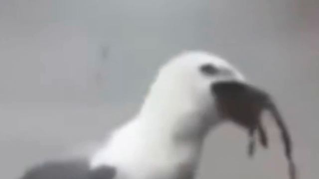 GULP GULP GULP (Tiktok Meme Sound Effect) смотреть онлайн