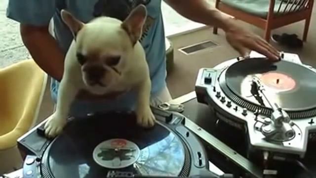 ПРИКОЛЬНОЕ ВИДЕО С СОБАКАМИ смотреть онлайн