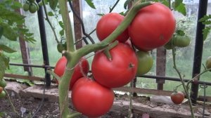 Томат Мей Шуай F1