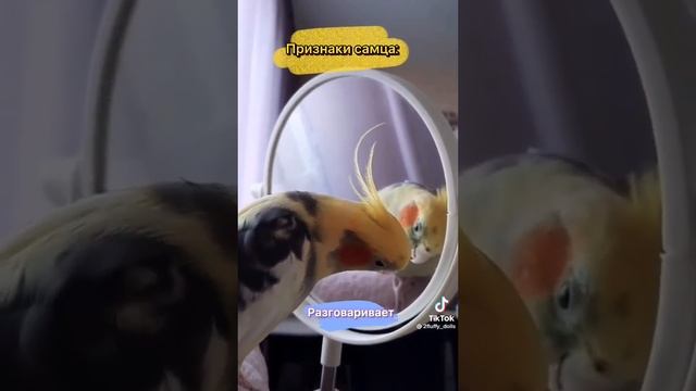 Как определить пол у Кореллы?? смотреть онлайн