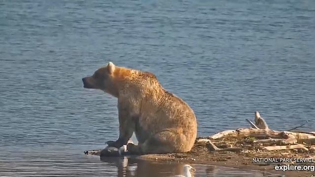 Мишка грустит- сезон рыбалки заканчивается#Katmai National Park, Alaska 2023 смотреть онлайн