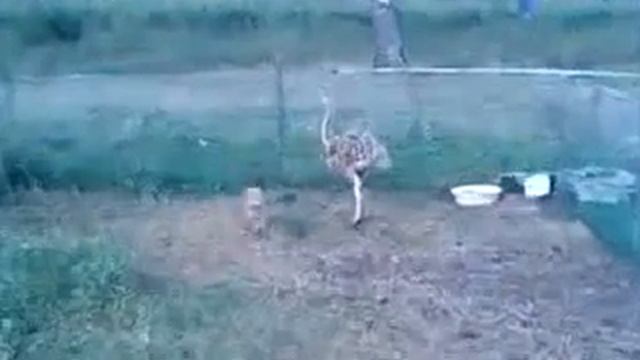 Страусята смотреть онлайн