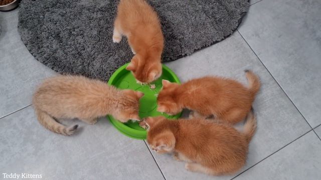 Please give me MEAT😳! Hungry kittens | asmr смотреть онлайн