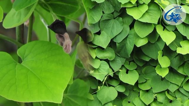 Akebia, kokornak, cytryniec - pnącza nie wymagające cięcia смотреть онлайн