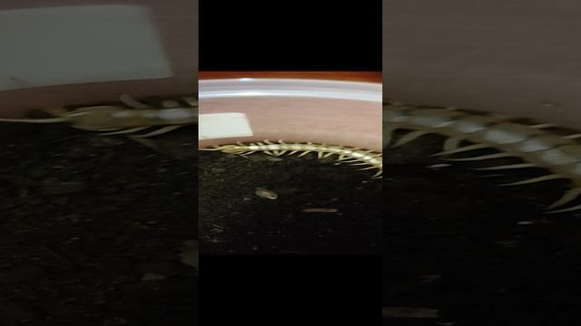 Иван_из_Москвы