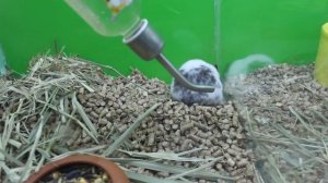 Покупки в зоомагазине. Плохие условия для животных.