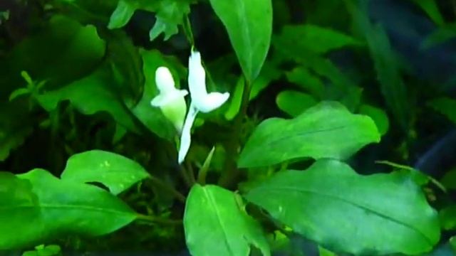 Bucephalandra sp. Super Blue смотреть онлайн