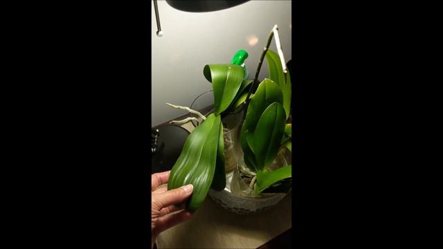 Meet the ladies! смотреть онлайн