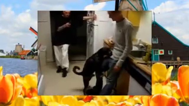 Собаки прыгают на людей Веселая подборка видео с животными смотреть онлайн