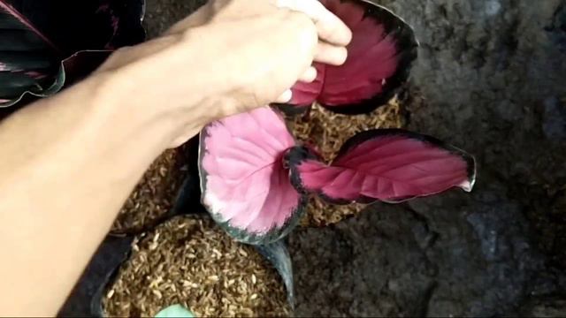 OBRAL LAGI PAKET CALATHEA, AGLONEMA, ALOKASIA, DLL. SERBA 100 RIBUAN 🔥🔥🔥🔥 смотреть онлайн