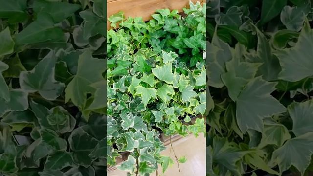 What kind of hanging plants is this?#Japan Short