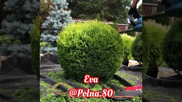 СТРИЖКА РАСТЕНИЙ! Форма ШАР! Обучение техникам стрижек растений! смотреть онлайн