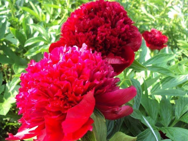 Пион Ред Чарм смотреть онлайн