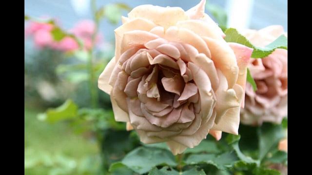 ЗАКАЗ РОЗ НА ОСЕНЬ 2022г в питомнике Элит. смотреть онлайн