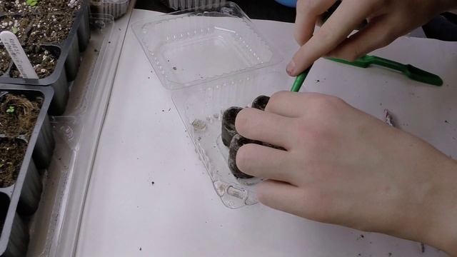 Сажаем Алоэ и бамбук. смотреть онлайн