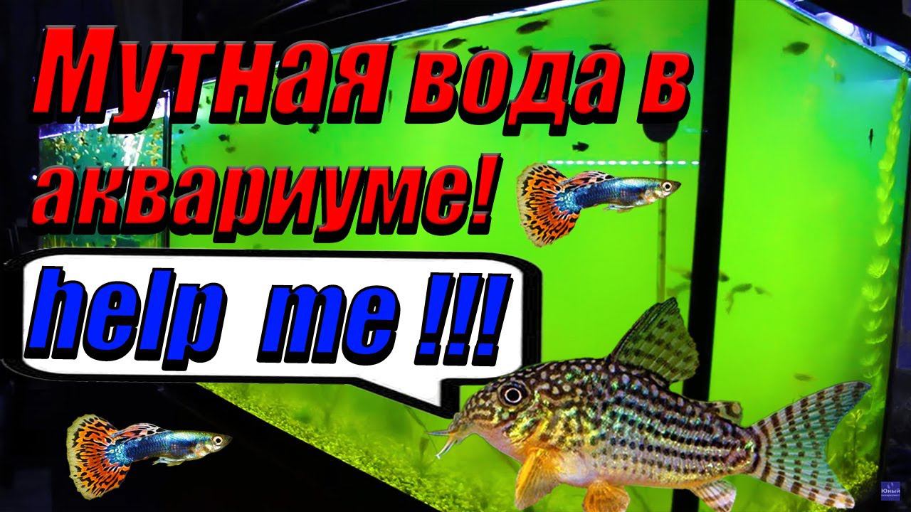 Мутная вода в аквариуме! Что делать? смотреть онлайн
